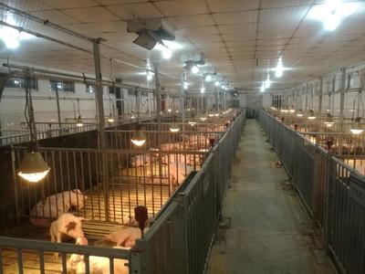 實(shí)驗(yàn)基地動(dòng)物飼養(yǎng)管理體系