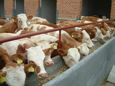 四川遂寧波爾山羊養(yǎng)殖場(chǎng)產(chǎn)品資料