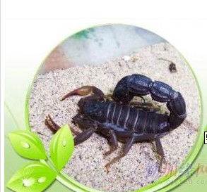 桓臺(tái)蝎子養(yǎng)殖指南 價(jià)格、型號(hào)規(guī)格與飼養(yǎng)要點(diǎn)
