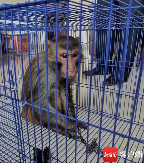 違法飼養國家二級保護動物獼猴，白沙一男子被依法刑拘