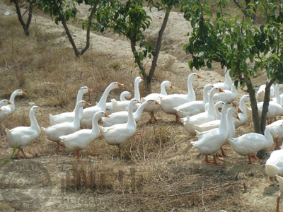 【獨(dú)家】有機(jī)韓國新高梨 和樂康威?；刂惫┑募儍糁x