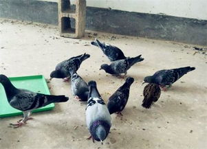 斑鳩的受保護(hù)狀況與科學(xué)養(yǎng)殖指南